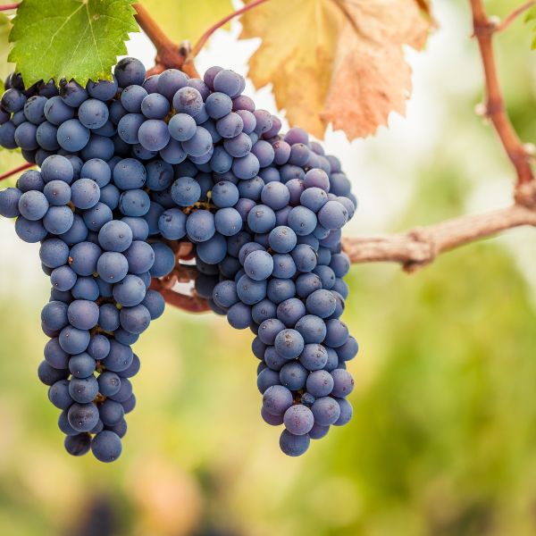 Learn More About Kosher Pinot Noir