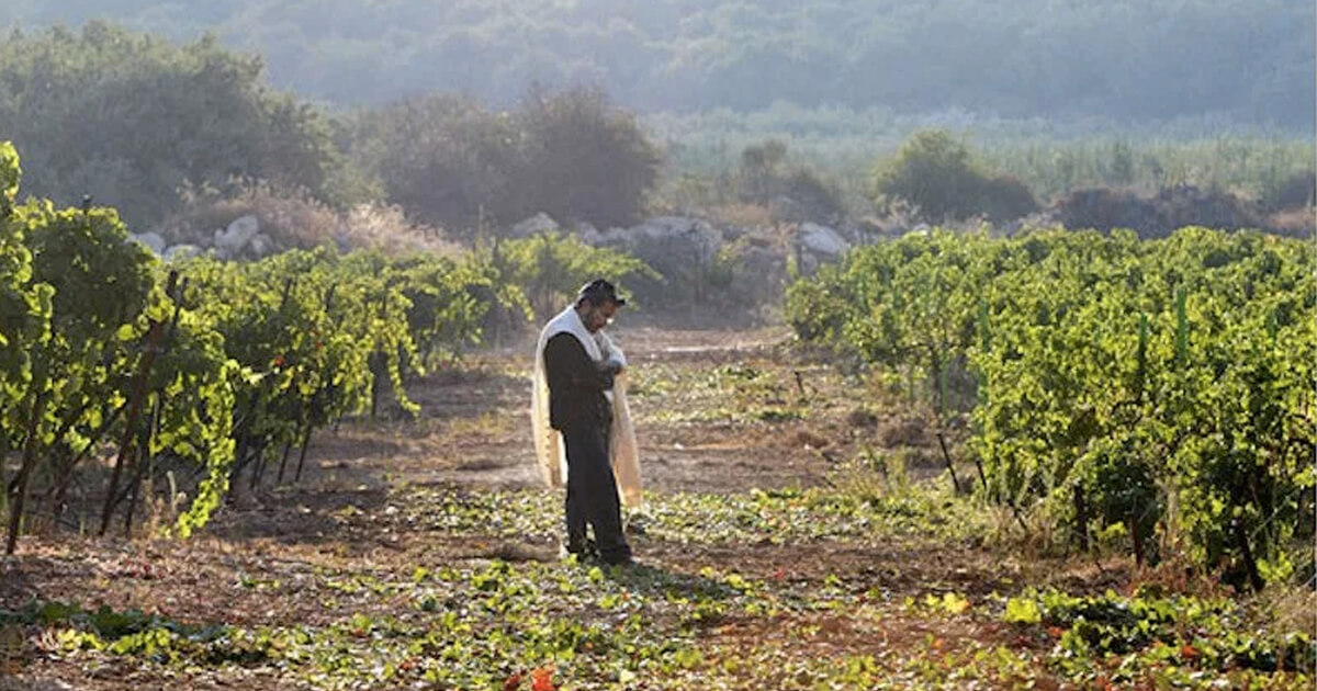 Learn More about Kosher Israeli Wines