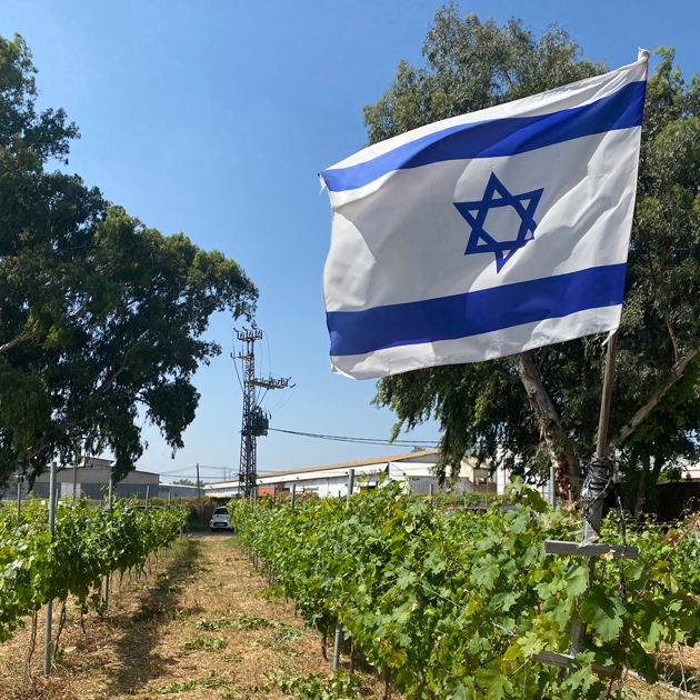 The Wines of Israel