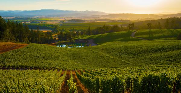 Willamette Valley, located just south of Portland, is renowned for its world-class Pinot Noir. The region's cooler climate and volcanic soil create the perfect conditions for this delicate grape to flourish.  Photo Credit: Eola Hills Wine Cellars