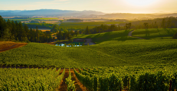 Willamette Valley, located just south of Portland, is renowned for its world-class Pinot Noir. The region's cooler climate and volcanic soil create the perfect conditions for this delicate grape to flourish.&nbsp; Photo Credit: Eola Hills Wine Cellars