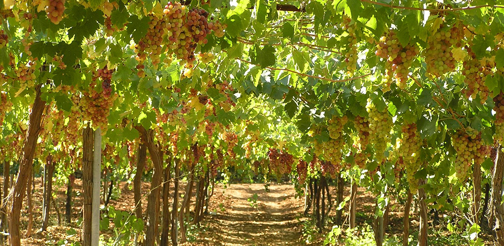 Gush Etzion Winery: Winemaking Traditions Renewed