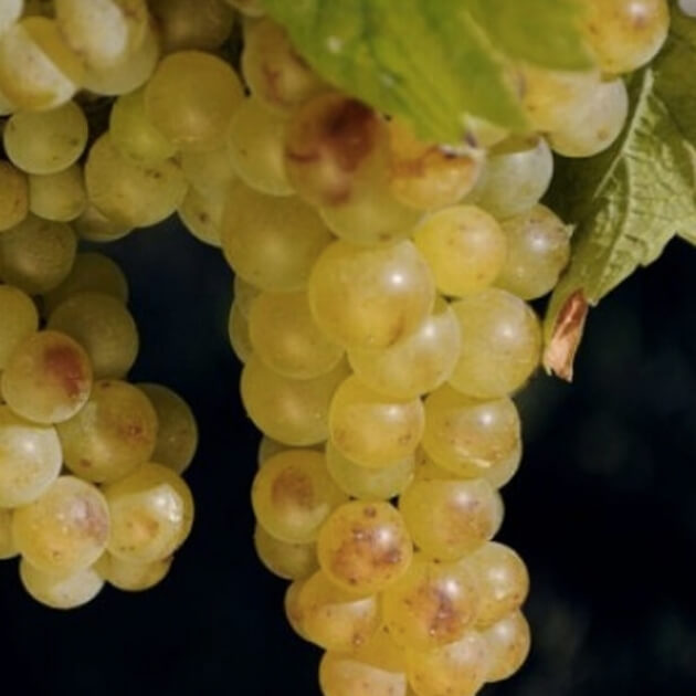 Kosher Moscato