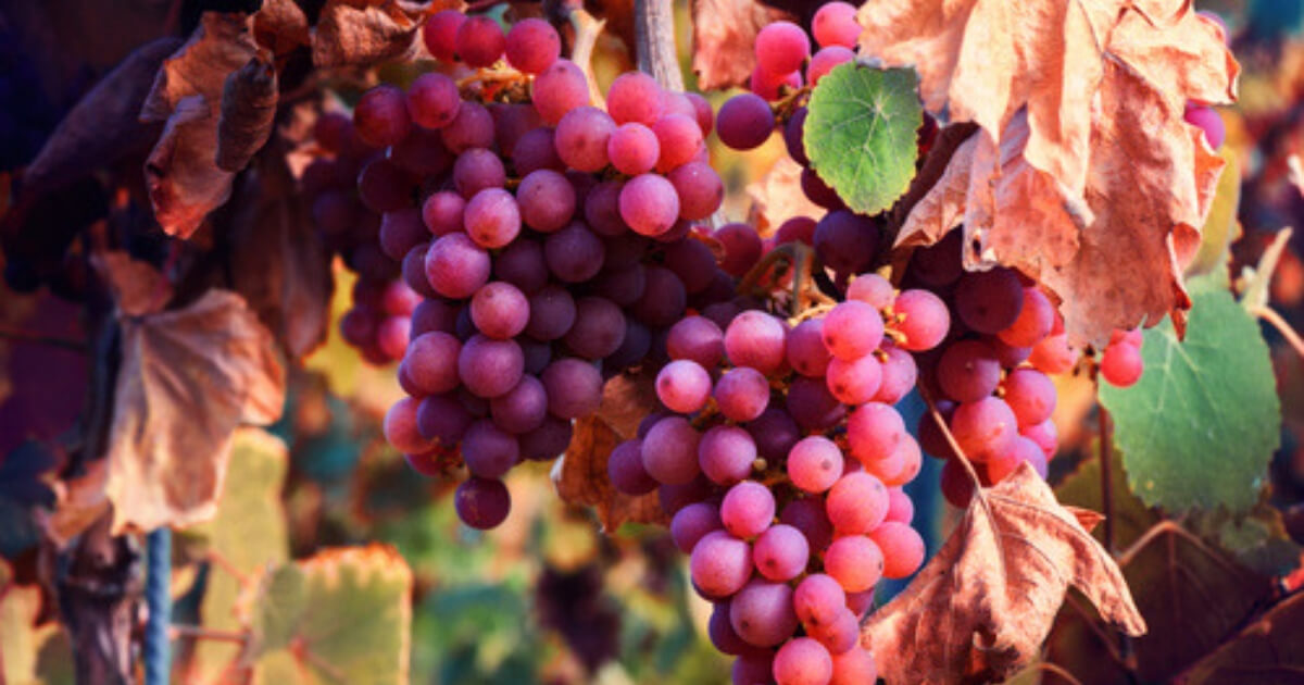 Wine Harvest Wine Harvest